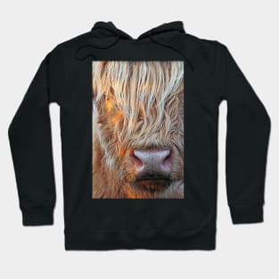 Highland Cow Hoodie